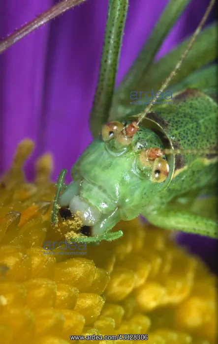 : Katydid (Barbitistes serricauda) on top of a fl : Katydid (Barbitistes serricauda) on top of a fl
