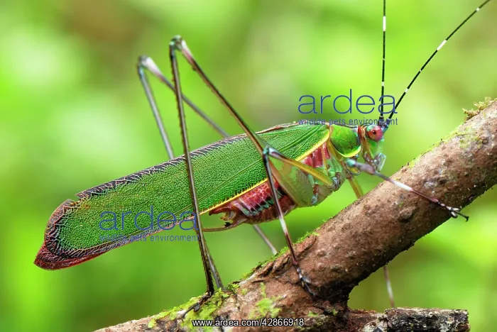 : Katydid / Bush-cricket : Katydid / Bush-cricket