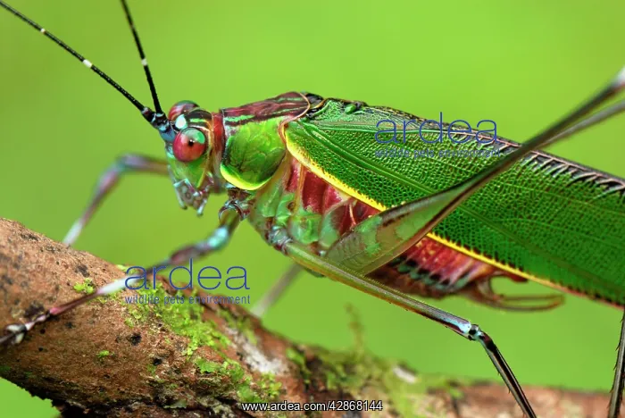 : Katydid / Bush-cricket : Katydid / Bush-cricket