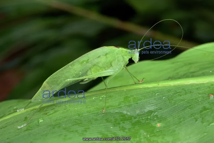: Katydid Bushcricket (Tettigoniidae sp) Sub-adult : Katydid Bushcricket (Tettigoniidae sp) Sub-adult