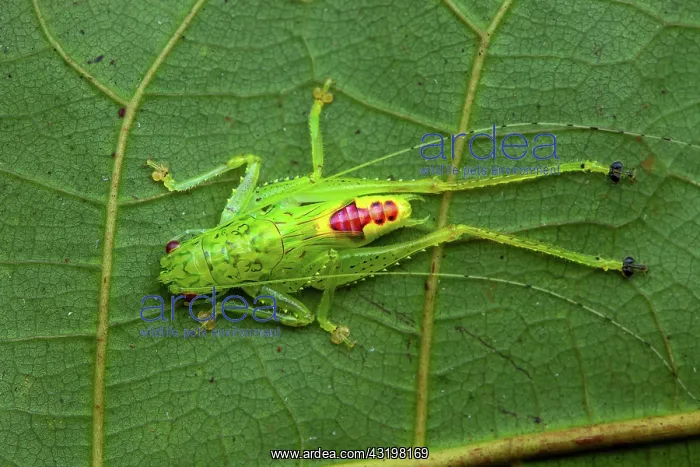 : Katydid Bushcricket (Vestria sp) on a leaf, Montagne : Katydid Bushcricket (Vestria sp) on a leaf, Montagne