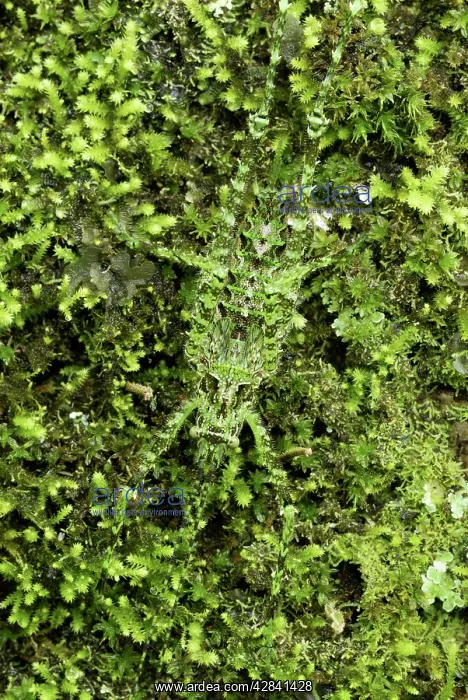 : Katydid - camouflaged on moss + lichen : Katydid - camouflaged on moss + lichen