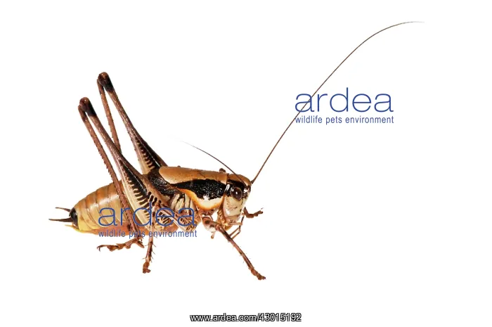  : Katydid Cricket on white background