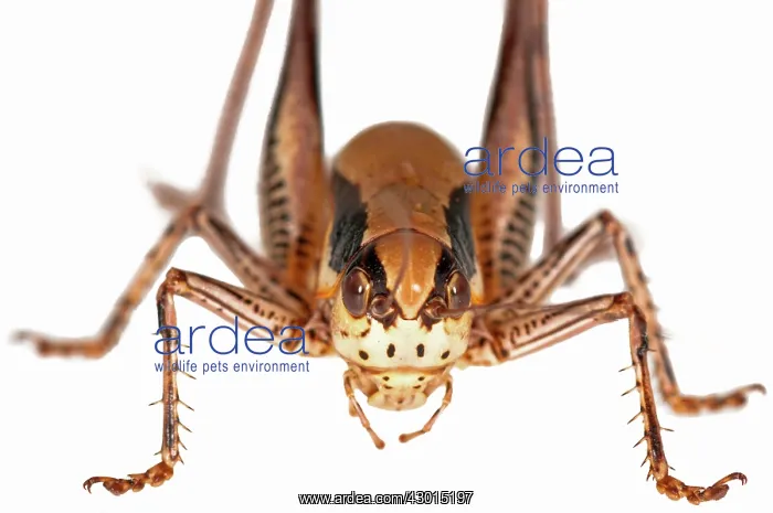 : Katydid Cricket on white background : Katydid Cricket on white background