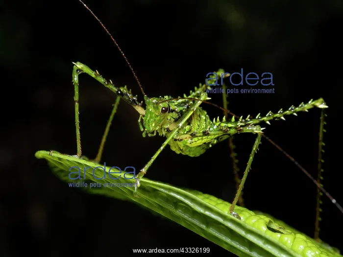 : Katydid, Ecuador : Katydid, Ecuador
