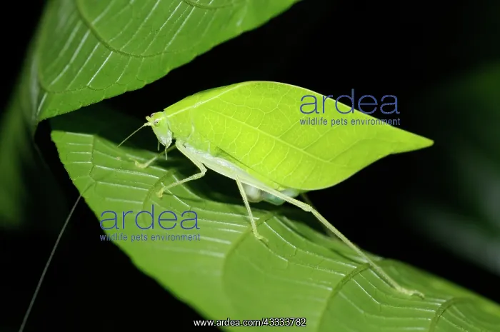 : Katydid with eggs : Katydid with eggs