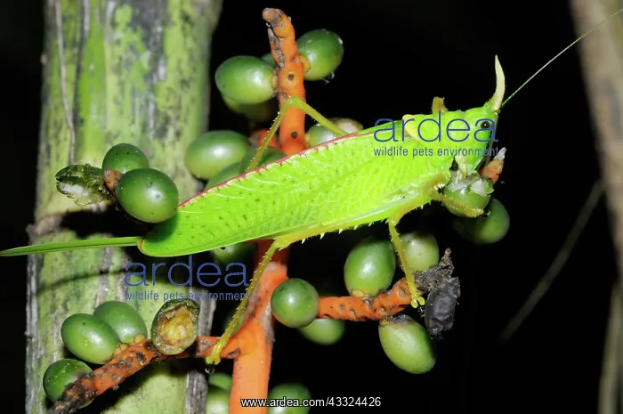 : Katydid feeding : Katydid feeding