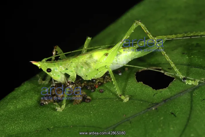 : Katydid - juvenile, eating : Katydid - juvenile, eating