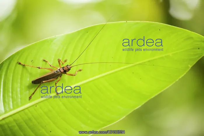 : Katydid (Nesonotus reticulatus) on a leaf - Montserrat : Katydid (Nesonotus reticulatus) on a leaf - Montserrat