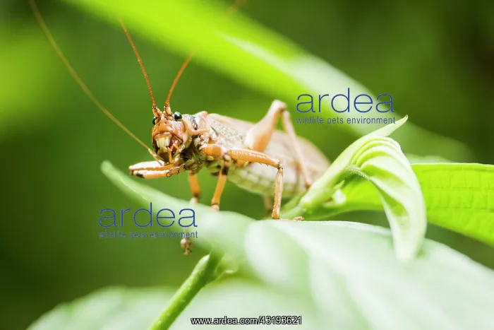 : Katydid (Nesonotus reticulatus) on a leaf - Montserrat : Katydid (Nesonotus reticulatus) on a leaf - Montserrat