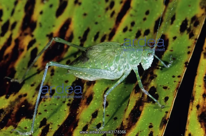 : Katydid, Papua New Guinea : Katydid, Papua New Guinea