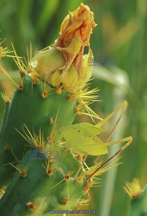 : Katydid - On prickly pear cactus : Katydid - On prickly pear cactus