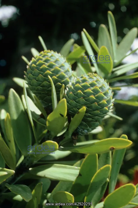 : Kauri - cones : Kauri - cones