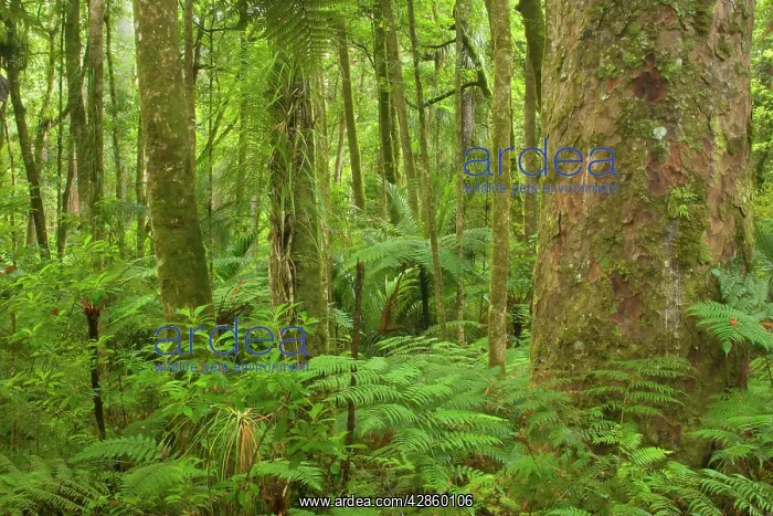: Kauri Forest - Kauri trees surrounded by ferns : Kauri Forest - Kauri trees surrounded by ferns