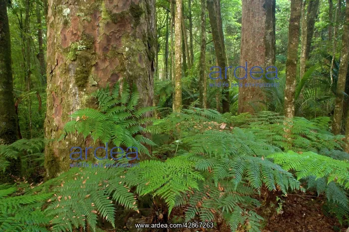 : Kauri Forest - Kauri trees surrounded by ferns : Kauri Forest - Kauri trees surrounded by ferns