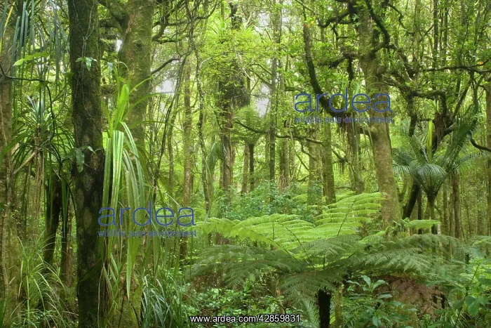 : Kauri Forest - lush Kauri Forest with ferns and : Kauri Forest - lush Kauri Forest with ferns and