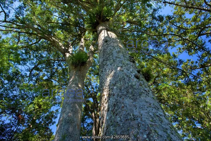 : Kauri grove - giant Kauris seen from the ground : Kauri grove - giant Kauris seen from the ground