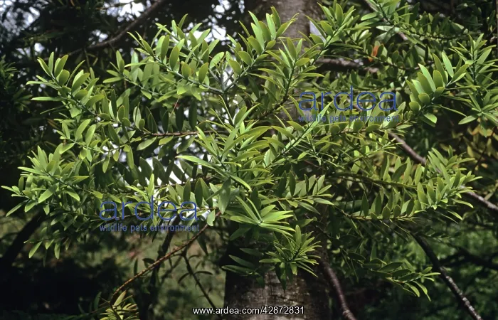  : Kauri Leaves