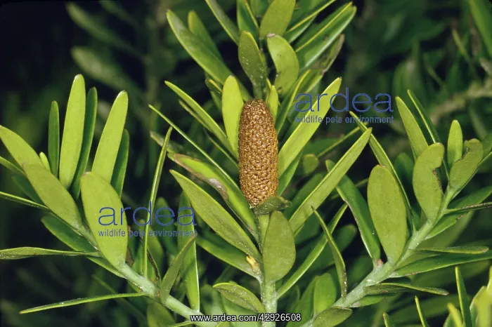 : Kauri - male cone : Kauri - male cone