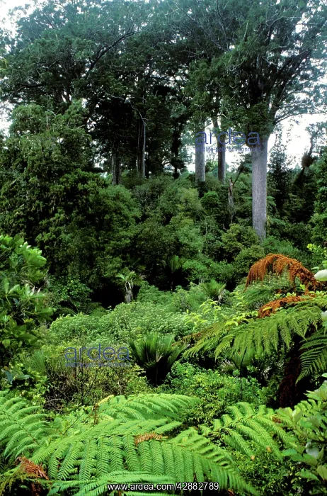 : Kauri Pines - Coromandel Peninsula : Kauri Pines - Coromandel Peninsula