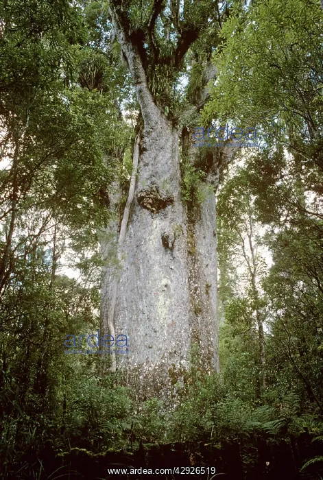 : Kauri Tree (Te Matua Ngahere) : Kauri Tree (Te Matua Ngahere)