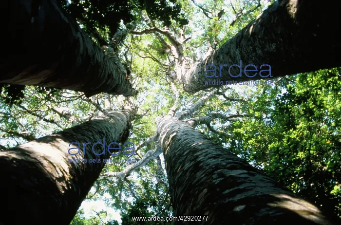 : Kauri Trees : Kauri Trees