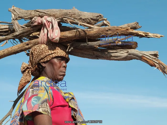 : Kavango woman carrying firewood on head : Kavango woman carrying firewood on head