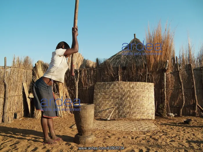 : Kavango woman pounding grain inside her homestead : Kavango woman pounding grain inside her homestead