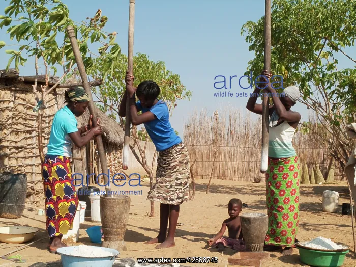  : Kavango women pounding grain at their homestead
