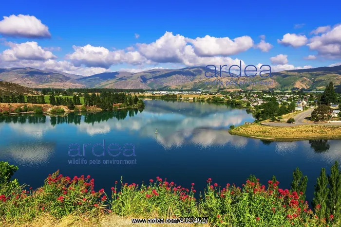 : The Kawarau river and town of Cromwell, Central : The Kawarau river and town of Cromwell, Central