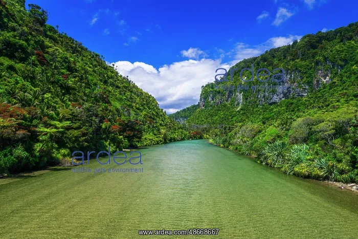 : Kayaks on the Pororari River, Paparoa National Park : Kayaks on the Pororari River, Paparoa National Park