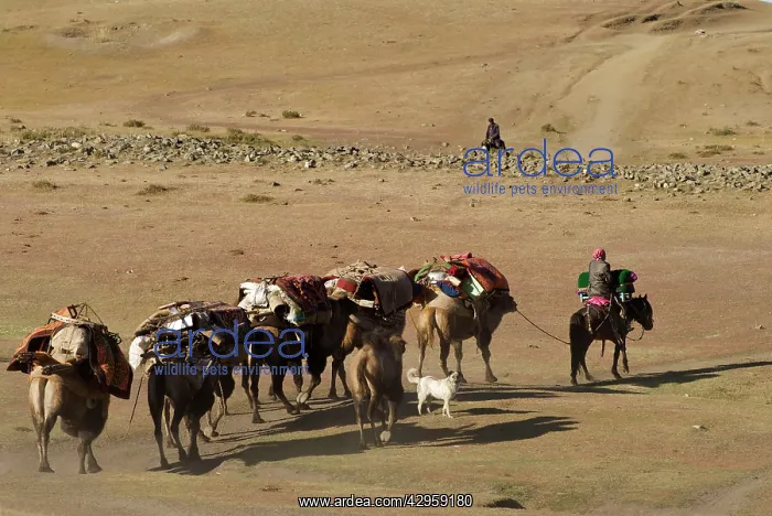 : Kazakh herders Camel train traveling to winter pasture : Kazakh herders Camel train traveling to winter pasture