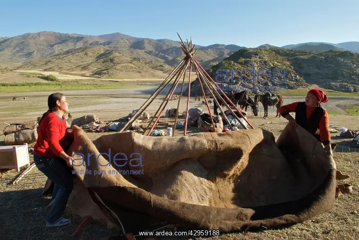 : Kazakh herders erecting tent on there journey to : Kazakh herders erecting tent on there journey to