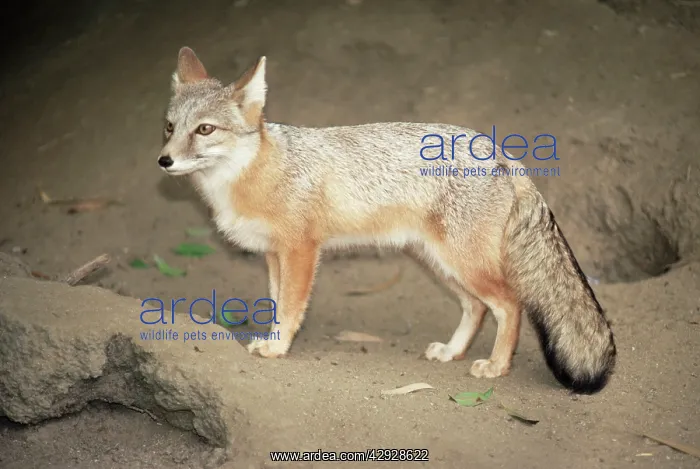 : Kazakhstan Corsac Fox : Kazakhstan Corsac Fox
