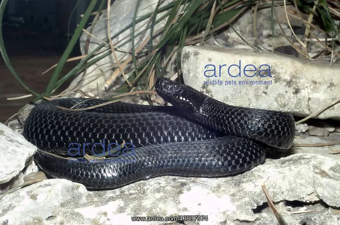 : Kaznakov's Viper : Kaznakov's Viper