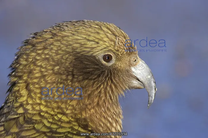 : Kea Alpine Parrot ( nestor notabilis ) : Kea Alpine Parrot ( nestor notabilis )