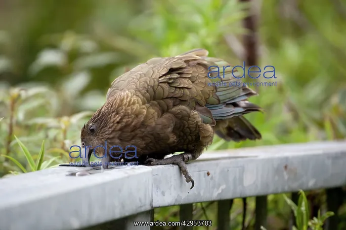 : Kea - attempting to drink from a remnant of water : Kea - attempting to drink from a remnant of water