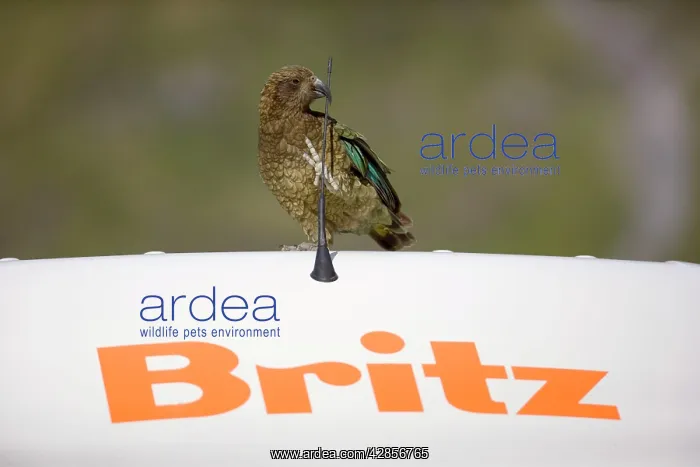: Kea - cheeky adult gnawing at antenna of a car : Kea - cheeky adult gnawing at antenna of a car