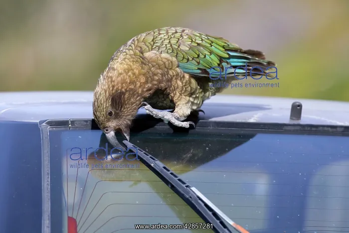  : Kea - cheeky adult gnawing on the swiper of a car