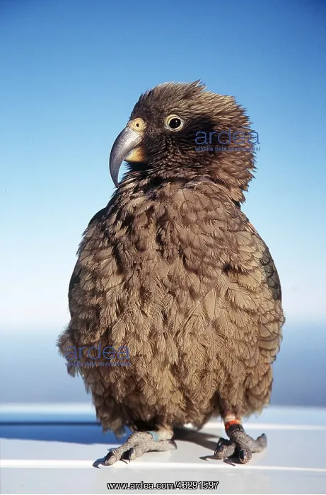 : KEA - Close-up : KEA - Close-up