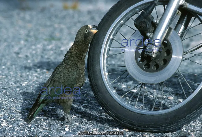 : KEA - damaging motorbike tyre : KEA - damaging motorbike tyre