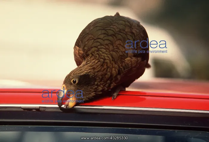: KEA - damaging rubber on car : KEA - damaging rubber on car