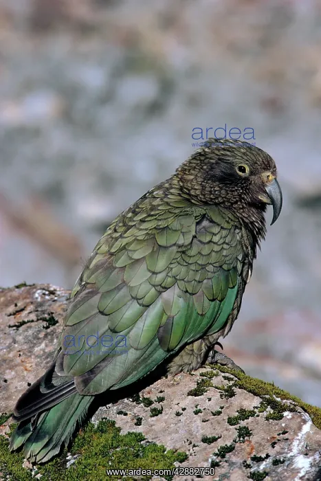 : Kea - Endangered species : Kea - Endangered species