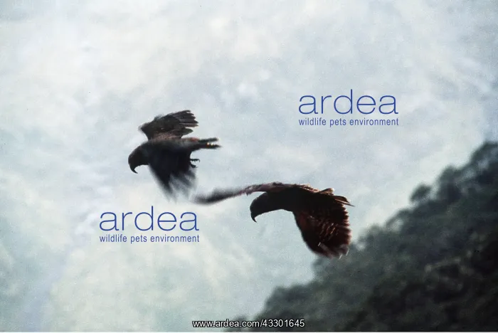 : KEA - In flight : KEA - In flight