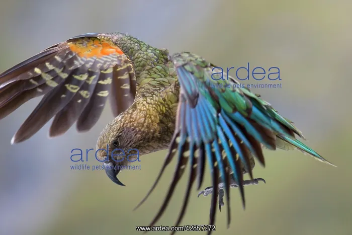 : Kea - in flight about to land on the ground showing : Kea - in flight about to land on the ground showing