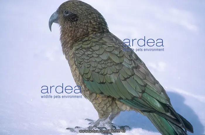 : Kea (Nestor notabilis) in the Arrowsmith Ranges on the South Island of New Zealand : Kea (Nestor notabilis) in the Arrowsmith Ranges on the South Island of New Zealand