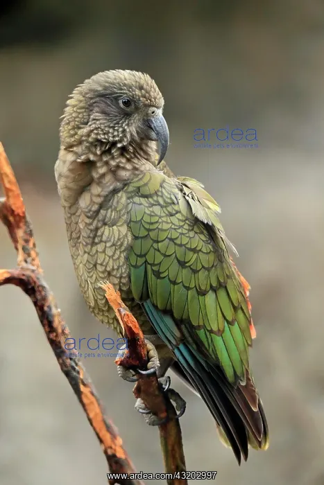 : Kea (Nestor notabilis), Kea, adult, on watch, captive : Kea (Nestor notabilis), Kea, adult, on watch, captive