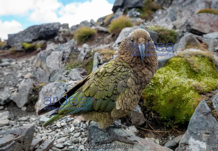 : Kea (Nestor notabilis), Kea sitting on rock, Kepler : Kea (Nestor notabilis), Kea sitting on rock, Kepler