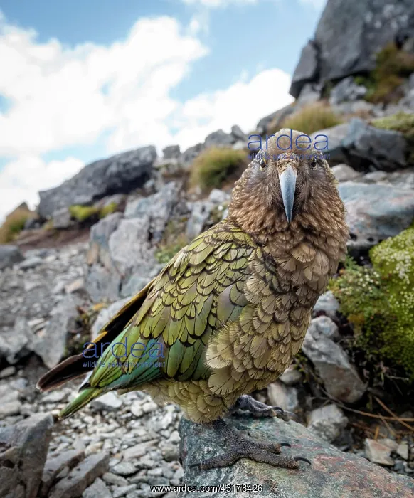  : Kea (Nestor notabilis), Kea sitting on rock, Kepler