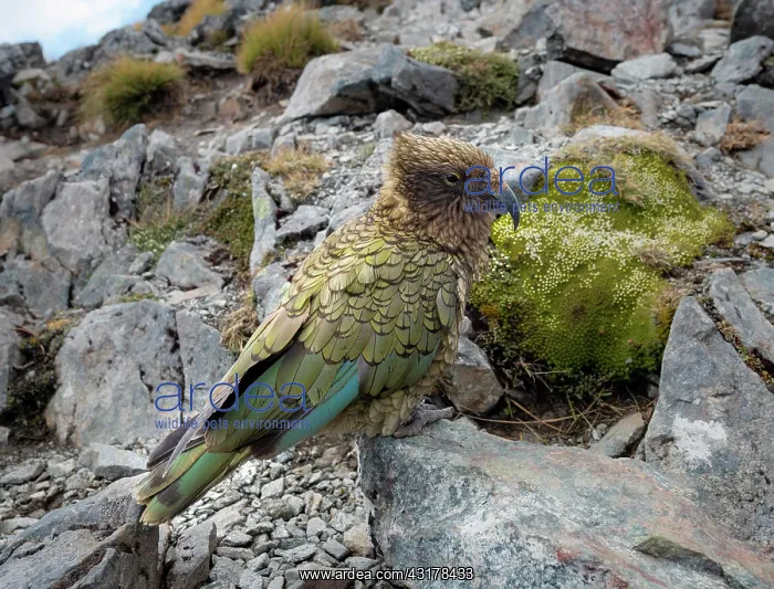 : Kea (Nestor notabilis), Kea sitting on rock, Kepler : Kea (Nestor notabilis), Kea sitting on rock, Kepler